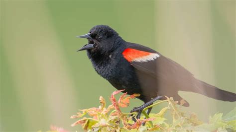 Birds In Ohio 26 Species To Look For In The Buckeye State