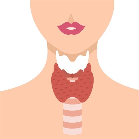 Premium Vector Human Anatomy Thyroid Gland In Body Enlarged Thyroid
