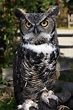 Great gray owl, great horned owl, short eared owl — The Alaska Zoo