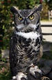 Great gray owl, great horned owl, short eared owl — The Alaska Zoo