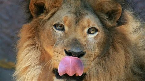 What Happens If A Lion Licks You • Support Wild