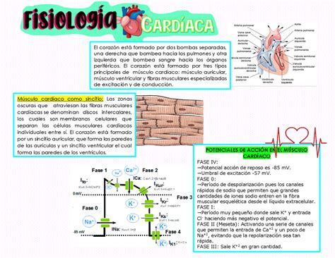Fisiología Cardiaca Ciclo Cardiaco Guyton Hall Esquemas Y Mapas