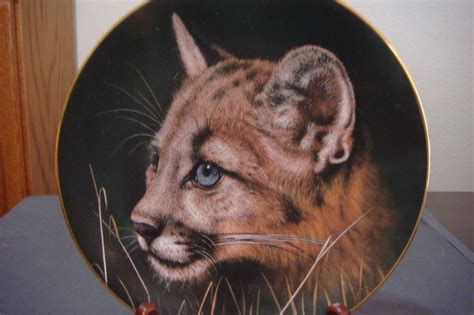 princeton gallery cougar cub collectable porcelain plate by qua lemonds from the cubs of the