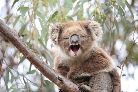 Fascinating Facts About Koalas Animal Encyclopedia