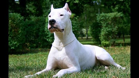 dogo argentino  lord   dogs youtube
