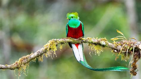 The Majestic Resplendent Quetzal A Symbol Of Mesoamerican Mythology