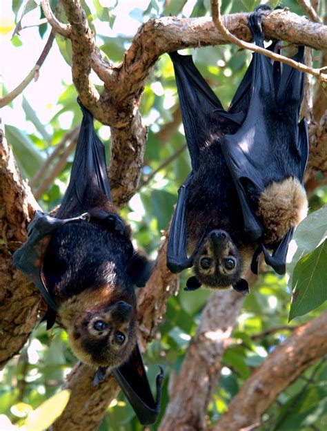 Spectacled Flying Fox Bat Species Animals Cute Bat