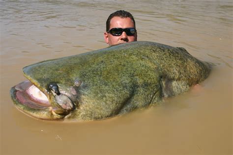 World Record Wels Catfish Caught From Spains River Ebro — Angling Times