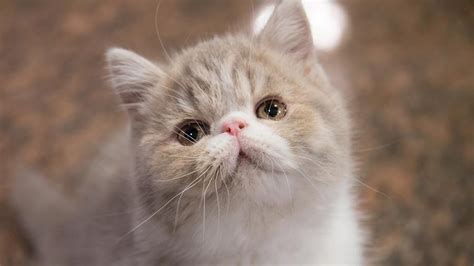 4 boys 1 girl🧡 price 1650~~2000. Exotic Shorthair - Price, Personality, Lifespan