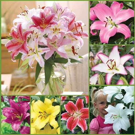 Fragrant Oriental Lily Mix Sp19 Image Only Horticana