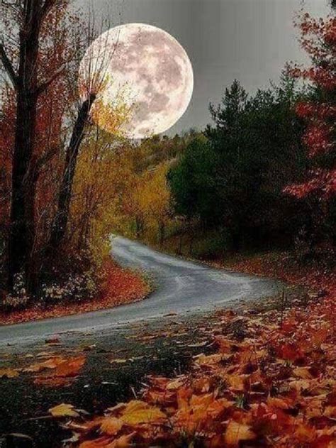 Autumn Leaves And A Full Moon Always Reminds Me Of You Autumn