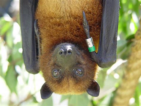 Malaysian Flying Fox Malaysian Flying Fox Photo By Adam F Oakland