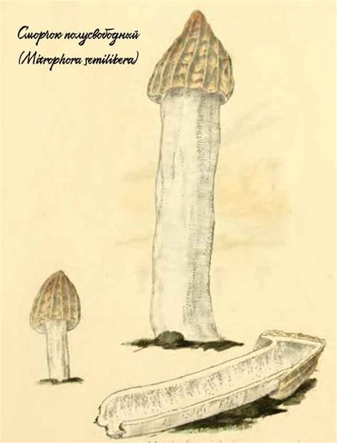 Сморчок полусвободный (Mitrophora semilibera) / Съедобные грибы, ягоды ...