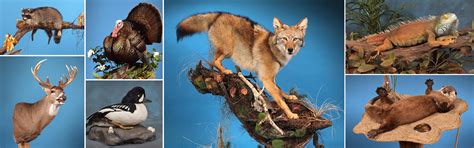 48th National Taxidermist Convention Coming To Sf Sdpb Radio