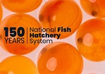 National Fish Hatchery System | U.S. Fish & Wildlife Service