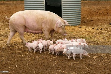 Large White Pig Sus Scrofa Domesticus Sow With Large Number Of
