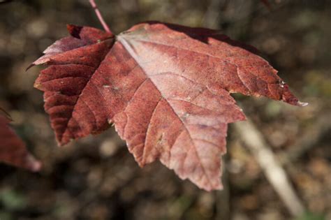 Dark Red Maple Leaf With Black Spots Clippix Etc Educational Photos