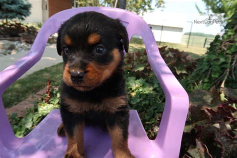 Akc rottweiler puppies for sale. Annabelle: Rottweiler puppy for sale near South Bend / Michiana, Indiana. | e9cdae14-9191