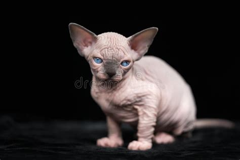 Hairless Kitten Of Canadian Sphynx Cat Breed Sitting On Black