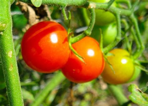 Garden Guide Tomato Varieties