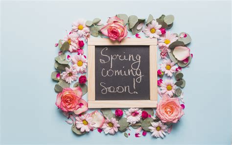 Spring Coming Soon Floral Decorations Pink Roses Coming Soon