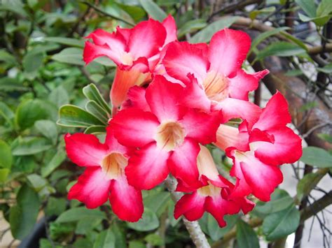 We did not find results for: Exotic Plants in Indonesia : Flowers Gallery