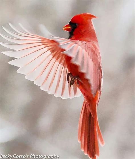 Kissing Cardinals Cardinal Birds Wild Birds Animals Beautiful