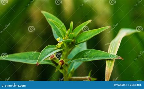 Leaves Stock Image Image Of Plant Nature Herb Vegetation 96355651