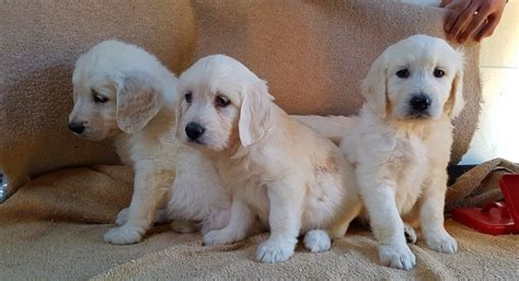 Golden Retriever Puppies For Sale | Charlotte, NC #287080