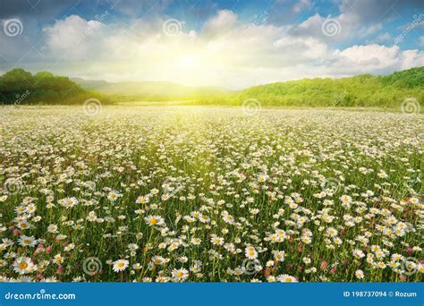 Beautiful Camomile Meadow In Mountain At Sunset Stock Photo Image Of