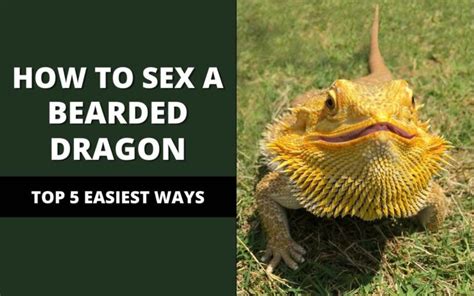 sexing bearded dragons sexing 101 reptile maniac