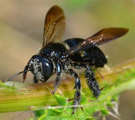 Black Carpenter Bee Xylocopa Micans Bugguidenet
