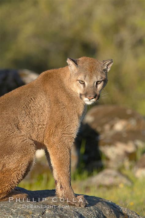 Mountain Lion Puma Concolor 15802 Natural History Photography