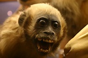 File:385188343 monkey.jpg - Wikimedia Commons