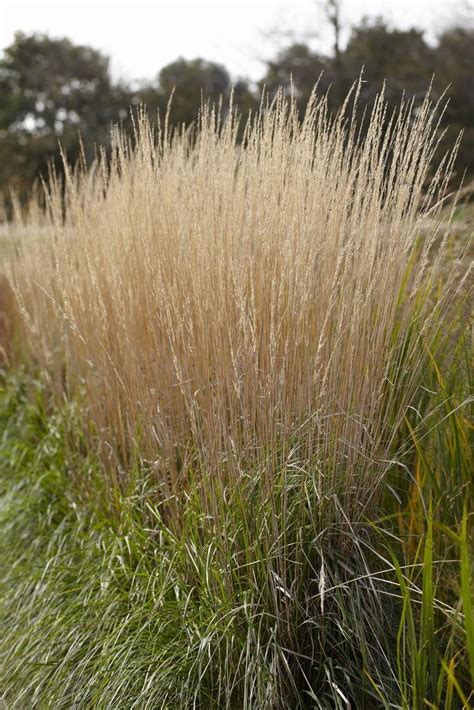 Calamagrostis Acutiflora Karl Foerster Feather Reed Grass