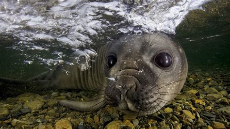Nature Animals Water Sea Underwater Bubbles Seals Closeup