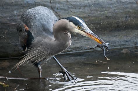 Heron Eating Frog A Great Blue Heron Snatches A Frog From Flickr