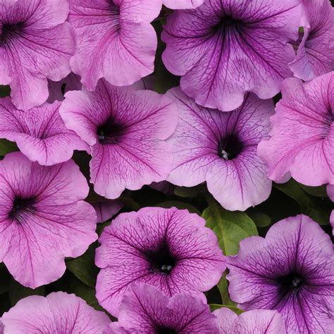 Are Wave Petunias Easy To Grow From Seed Michael Gabel Blog