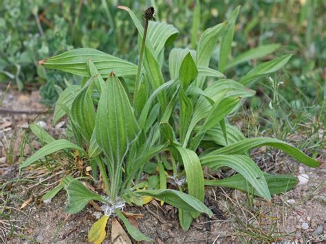 Buckhorn Plantain Weed Id