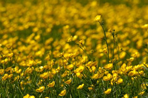 Buttercups In Spring Flowers Wildlife Photography By Martin Eager