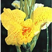 Yellow OrchidOil Painting on Canvas | Mexican art, Square painting ...