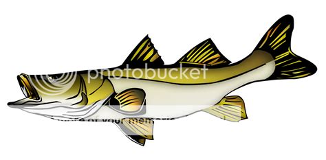 Scales And Tails Snook Vector Photo By Creepingdeath90 Photobucket