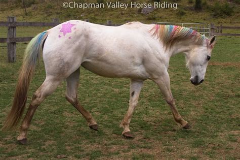 Horses at Chapman Valley Celebrate Halloween! | Chapman Valley Horse Riding