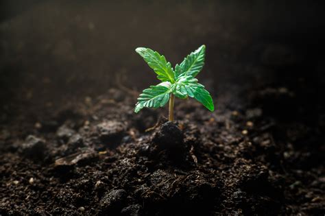 Der Lebenszyklus Von Cannabis Vom Samen Bis Zur Ernte Sensi Seeds