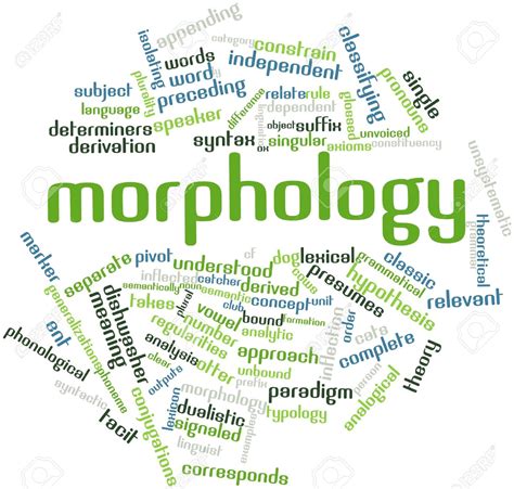 What Is Morphology ~ Morphology