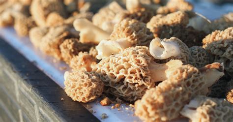 The 6 Ways To Carry Morel Mushrooms Meateater Wild Foods