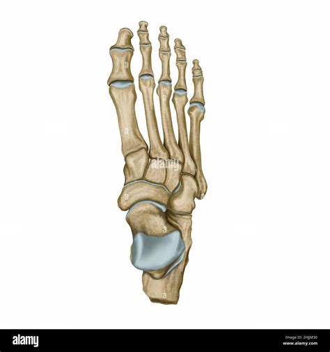 Vista Dorsal De Los Huesos Del Pie Fotografías E Imágenes De Alta