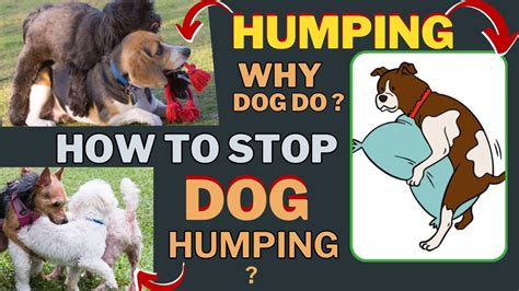 Why Does Dog Do Humping How To Stop Dog Humping Can Dog Humping Be