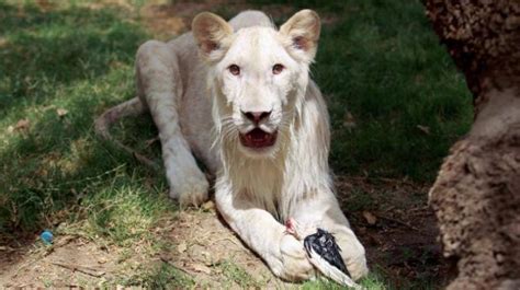 Rare White Lion Makes First Appearance In Baghdad Zoo