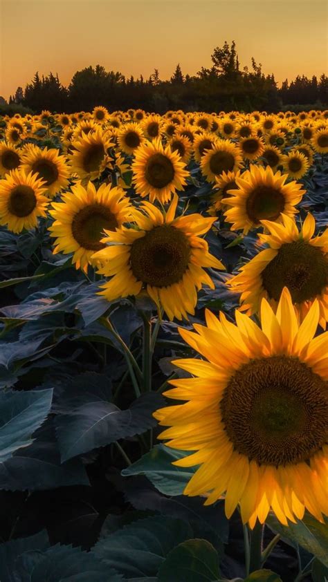 Unduh 93 Sunflower Iphone Wallpaper Free Populer Terbaik Postsid